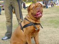 Tracking/Pulling Leather Dogue de Bordeaux Harness