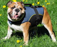 Dog Vest for Bulldog -British Bulldog Dog Coat /Dog Jacket