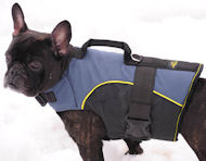 French bulldog harness for walking, tracking-French bulld ogcoat