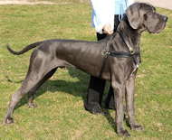 Great dane leather dog harness