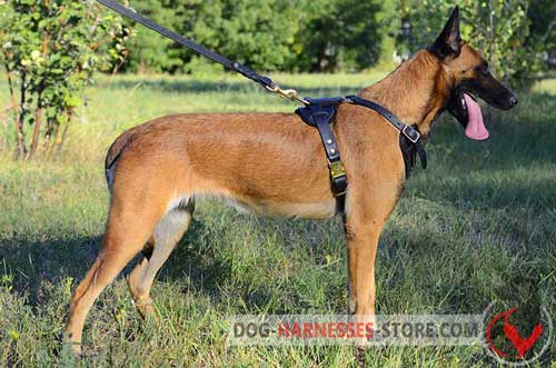 Training Leather Dog Harness For Belgian Malinois