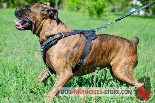 Leather Boxer Harness easy to adjust