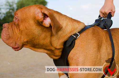 Comfy Dogue de Bordeaux harness for off leash training