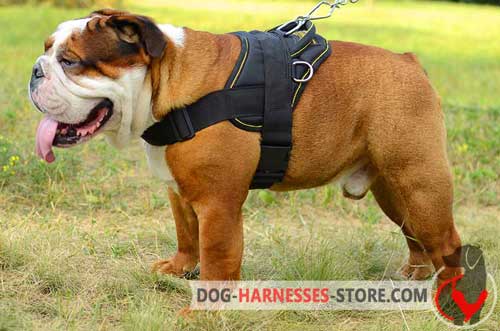 Adjustable English Bulldog Harness for Walking and Training
