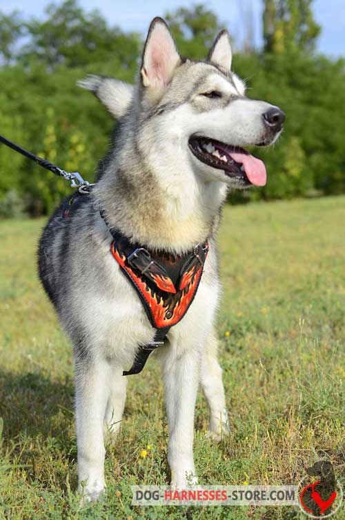 Alaskan Malamute Harness Painted With Flames