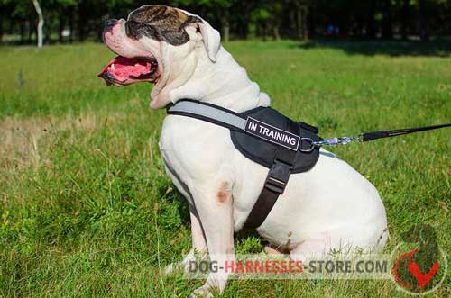 Visible American Bulldog harness with reflective trim