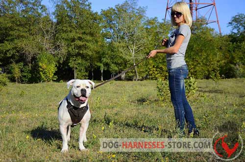Leather American Bulldog Harness for Comfy Walking