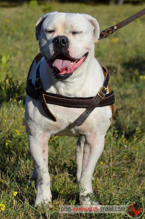 American Bulldog leather  harness for daily walking