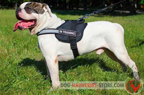 Everyday adjustable American Bulldog nylon harness 