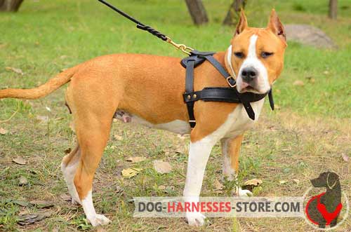 Pulling Amstaff harness with padded chest strap