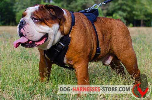 Leather English Bulldog Harness Easy to Adjust