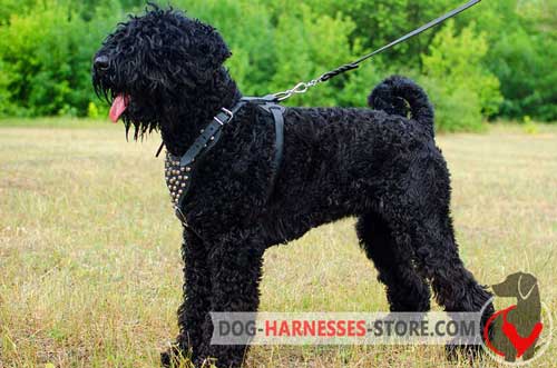 Designer leather harness with pyramids for Black Russian Terrier 