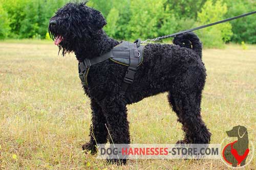 All weather nylon harness for Black Russian Terrier