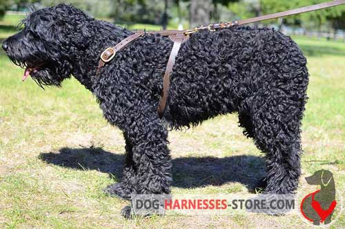 Comfortable to wear leather harness for Black Russian Terrier 