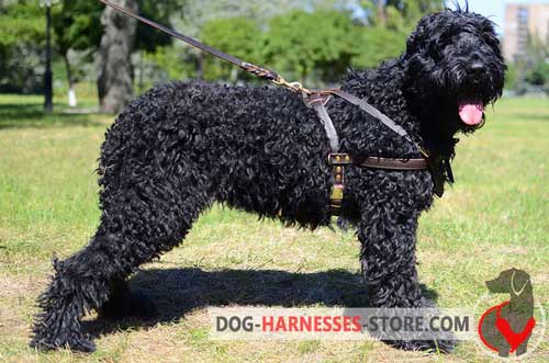 Pulling Leather Harness for Black Russian Terrier 