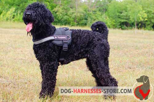 Visible at night nylon harness for Black Russian Terrier