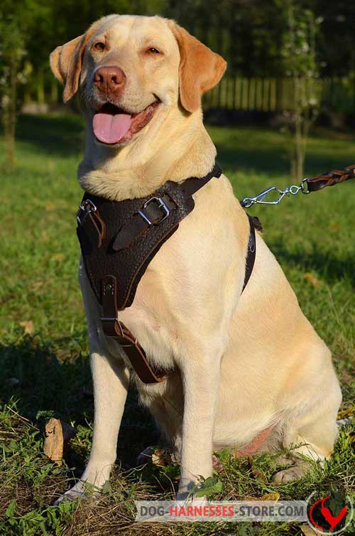 Elegant Classic Leather Labrador Harness