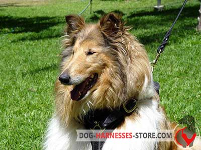 Leather Collie Harness for Walking and Tracking