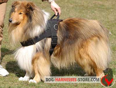 Multifunctional Nylon Collie Harness for Any Weather Conditions