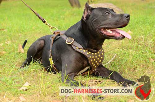 Walking American Pitbull Terrier Harness