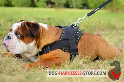 Comfortable English Bulldog Harness for Joyful Pastime