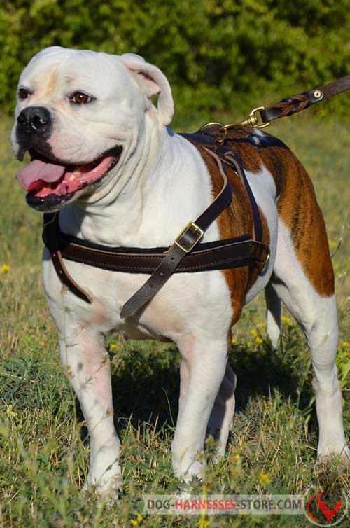 Walking American Bulldog leather harness