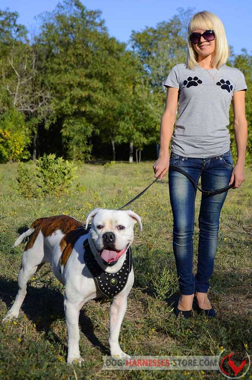Designer Studded Dog Harness for American Bulldog