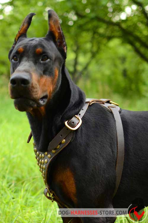 Leather Doberman Harness with Wide Adjustable Straps