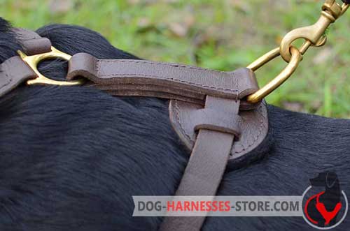 Brass D-ring for leather dog harness