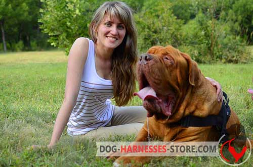 Dogue de Bordeaux harness for walking and training