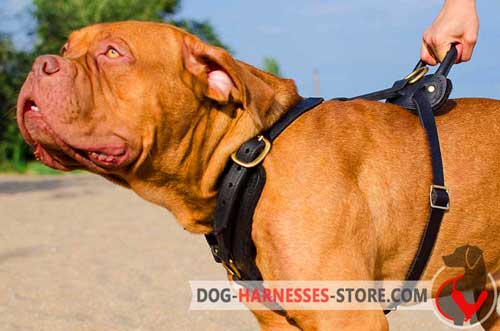 Fashionable Dogue de Bordeaux Harness for Everyday Use