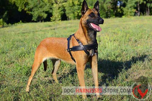 Snugly fitted pulling Belgian Malinois harness