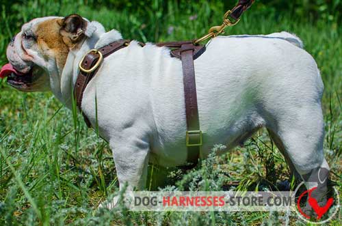 English Bulldog harness with non-restrictive design