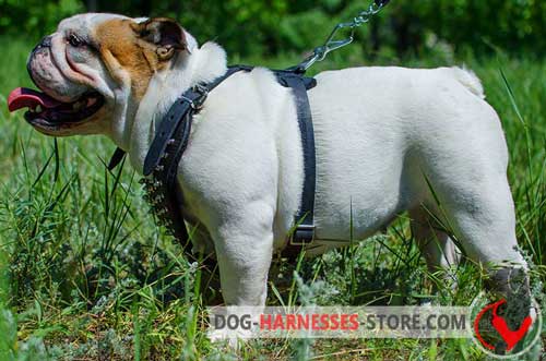 English Bulldog harness for everyday wearing