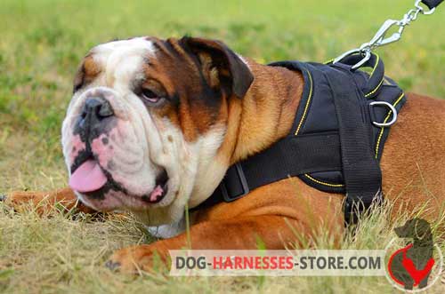 Pulling English Bulldog Harness with Side D-Rings