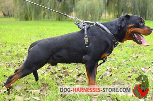 Strong Protective Leather Rottweiler Harness