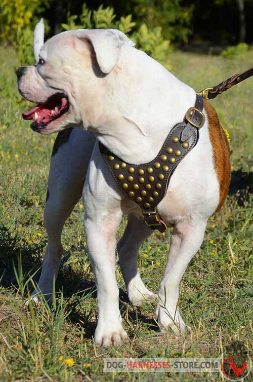 Studded American Bulldog Harness
