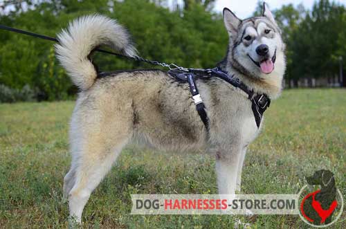 Hand Painted Alaskan Malamute Harness Made of Genuine Leather