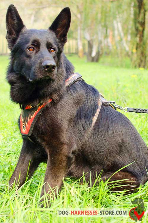 Dependable Leather German Shepherd Harness for Training