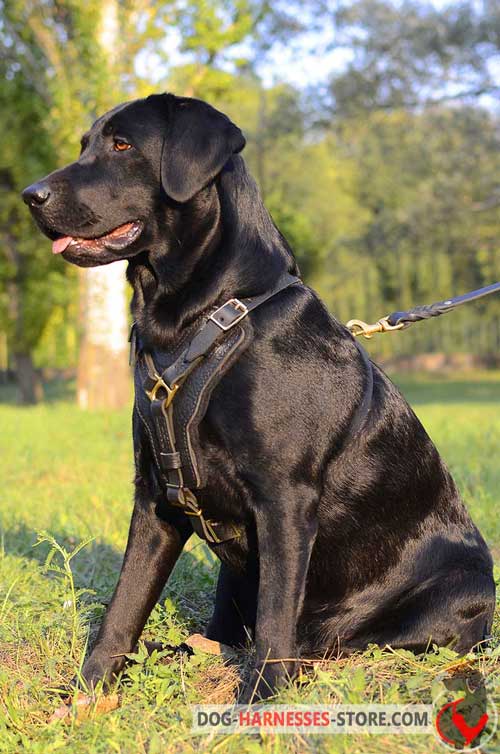4 ways Adjustable Leather Dog Harness for Labrador