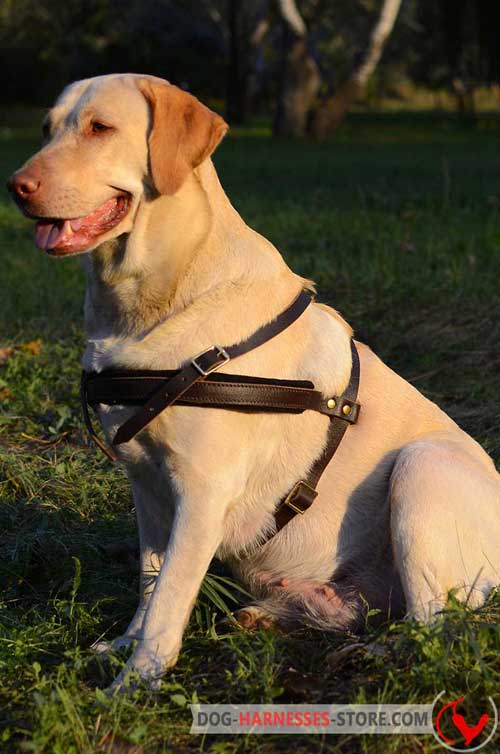 Easy adjustable Labrador harness