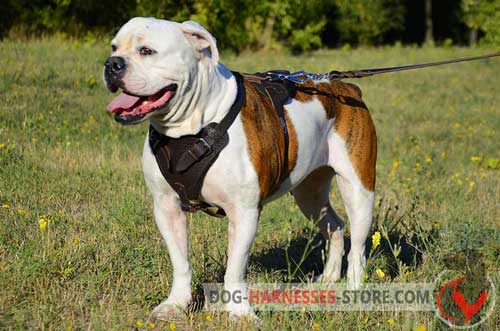 American Bulldog Leather Dog Harness Padded Chest Plate