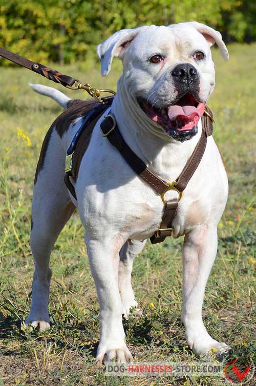 American Bulldog Harness Made of Thick Leather Straps