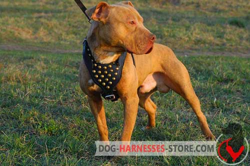 Decorated American Pitbull Terrier Harness with Y-shaped Chest Plate