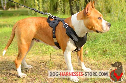 Leather Amstaff harness with Y-shaped chest plate