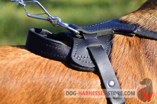 Leather Belgian Malinois Harness with D-Ring 