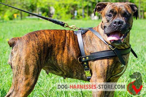 Leather Boxer Harness for Pulling