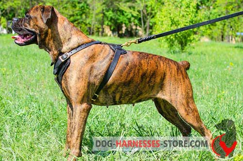 Comfortable Leather Harness for Boxer