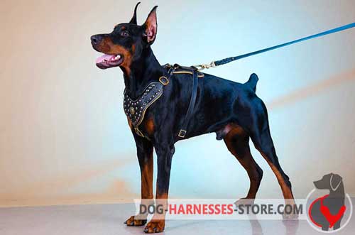 Well Fitted Leather Doberman harness