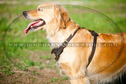 Comfortable Leather Dog Harness Suitable For Tracking